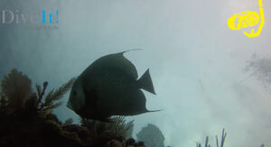 SNORKEL IN THE SECOND LARGEST BARRIER REEF